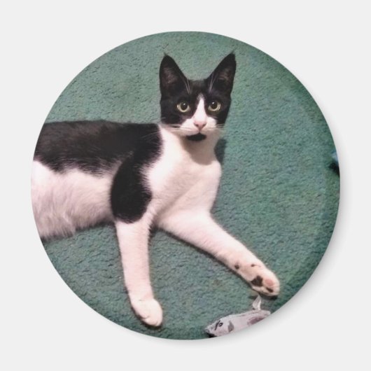 Tuxedo Kitty Magnet (Devant)