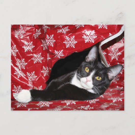 Tuxedo met kerstmis briefkaart (Voorkant)