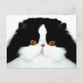 Tuxedo persiaanse kat briefkaart (Voorkant)