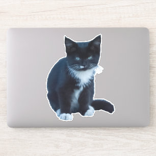 Tuxedo zwart-wit kitten zitten en kijken sticker