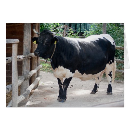 Tuxer Cattle (Voorkant Horizontaal)