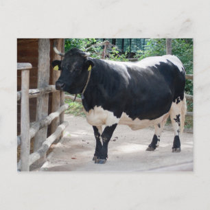 Tuxer Cattle Briefkaart