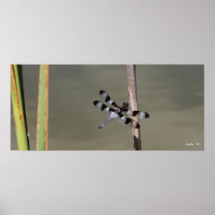 Twaalf gepotte huid 1 poster