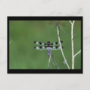 Twaalf-vlek Briefkaart