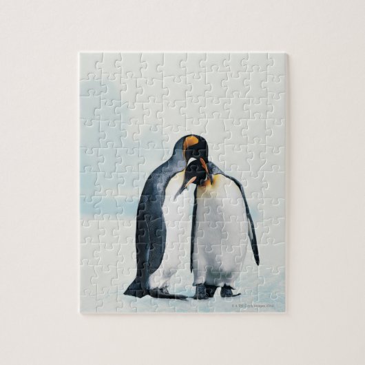 Twee affectionerende pinguïns legpuzzel (Verticaal)