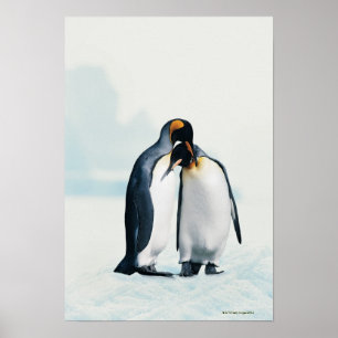 Twee affectionerende pinguïns poster