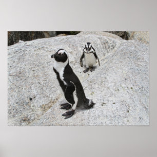 Twee Afrikaanse pinguïns, Boulders Beach, Zuid-Afr Poster