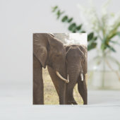Twee Afrikaanse Struik Olephants (Loxodonta Afrian Briefkaart (Staand voorkant)