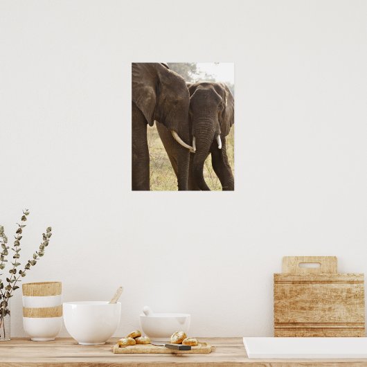 Twee Afrikaanse Struik Olephants (Loxodonta Afrian Poster (Keuken)