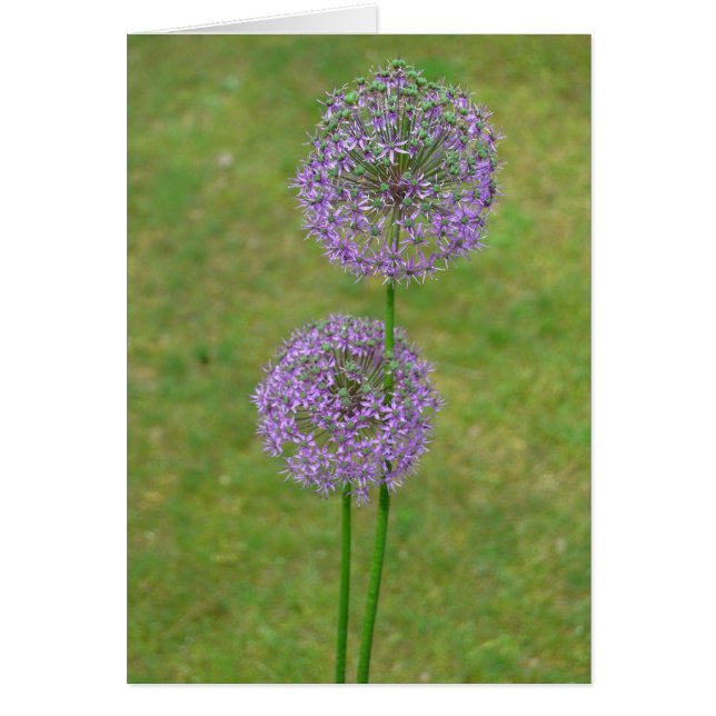 Twee Allium (Voorkant)