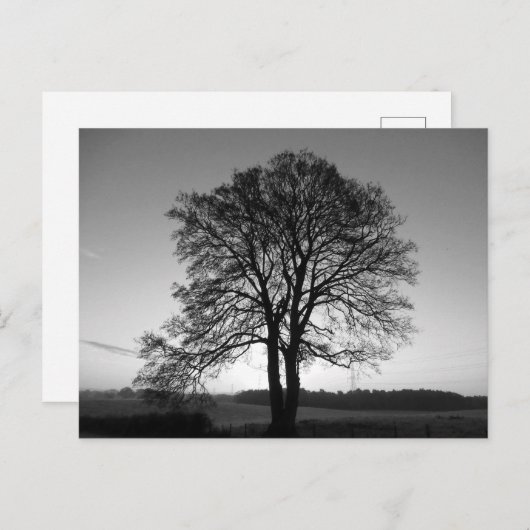 Twee als één: de voorgesneden boom briefkaart (Voorkant / Achterkant)