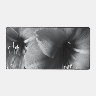 Twee Amaryllis Bloemen Foto Bureaumat