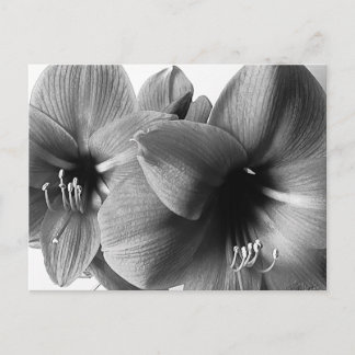 Twee Amaryllis Bloemen Foto Groet Briefkaart