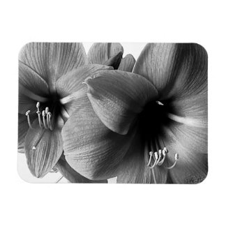 Twee Amaryllis Bloemen Foto Magneet