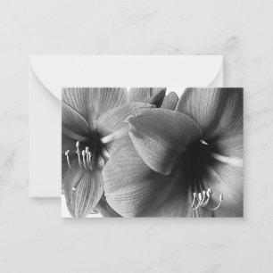 Twee Amaryllis Bloemen Foto Notitiekaartje