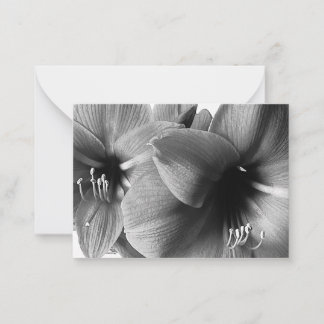 Twee Amaryllis Bloemen Foto Notitiekaartje