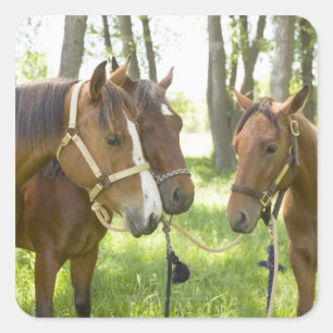 Twee Amerikaanse kwartpaarden in schaduw Vierkante Sticker