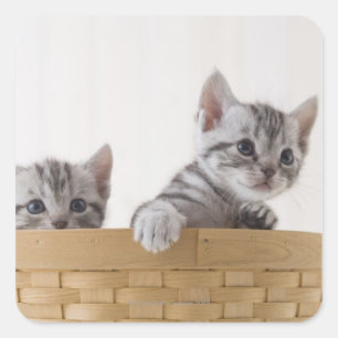 Twee Amerikaanse Shorthair Kittens Vierkante Sticker