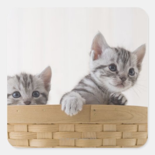 Twee Amerikaanse Shorthair Kittens Vierkante Sticker (Voorkant)