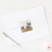 Twee Amerikaanse Shorthair Kittens Vierkante Sticker (Envelop)
