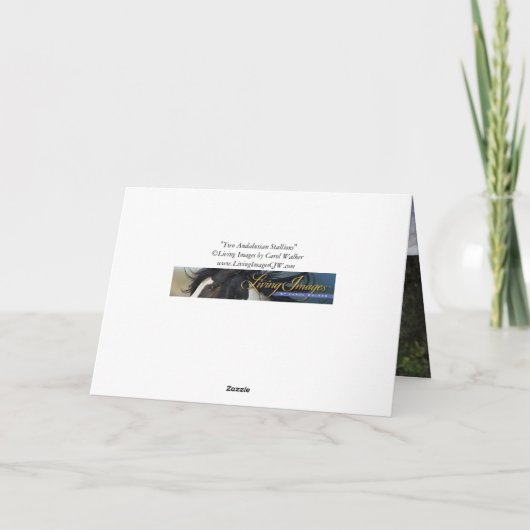 Twee Andalusische hengsten - Paard Wenskaart Kaart (Achterkant)