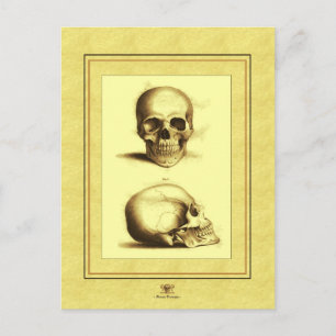 Twee Antiek Skulls Briefkaart