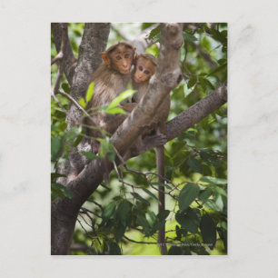 Twee apen in een boom briefkaart