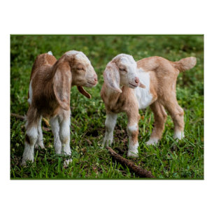 Twee Baby berggeiten Perfect Poster