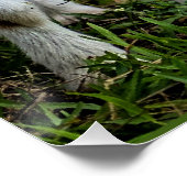 Twee Baby berggeiten Perfect Poster (Hoek)