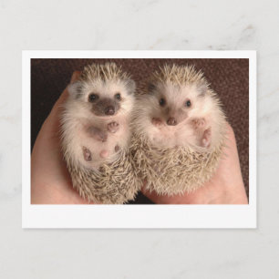 Twee Baby-egel Briefkaart