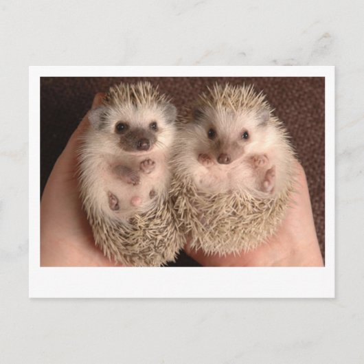 Twee Baby-egel Briefkaart (Voorkant)