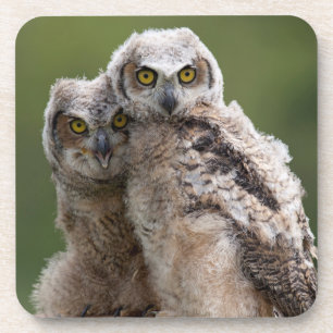 Twee Baby grote paarden Drankjes Onderzetter