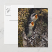 Twee Baby-oversteeksels Briefkaart (Voorkant / Achterkant)