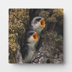 Twee Baby-oversteeksels Fotoplaat