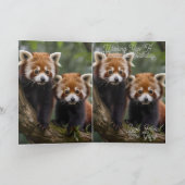 Twee Baby rode panda's, Kaart (Binnen)