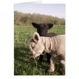 Twee baby's