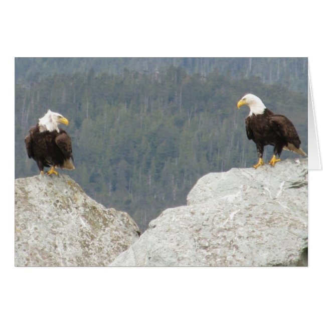 Twee Bald Eagles (Voorkant Horizontaal)