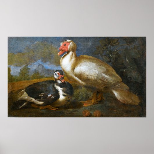 Twee Barbarijse eenden in een landschap Poster (Voorkant)