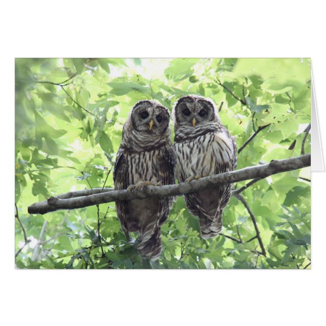 Twee Barred Owls (Voorkant Horizontaal)