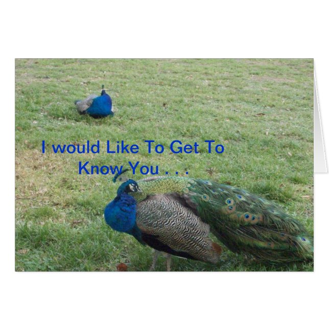 TWEE BEAUTIFUELE PEACOCK'S (Voorkant Horizontaal)