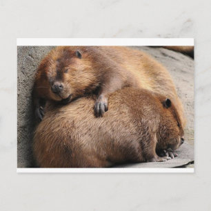 Twee beaver die samen slapen briefkaart