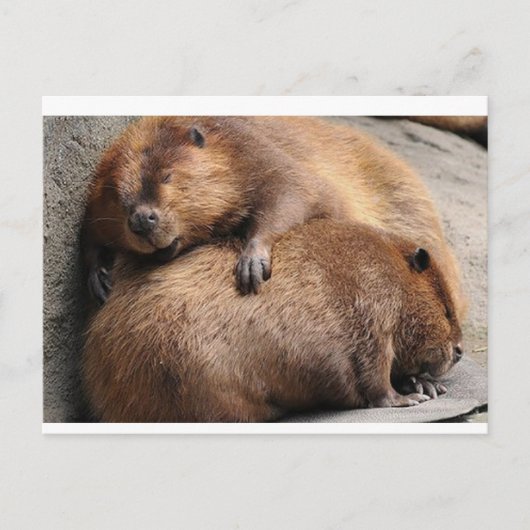 Twee beaver die samen slapen briefkaart (Voorkant)