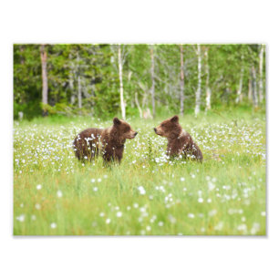 Twee beren in de Finse moerasfoto Foto Afdruk