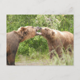 Twee beren vechten bij Katmai NP Briefkaart