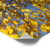 twee berkenbomen poster (Hoek)