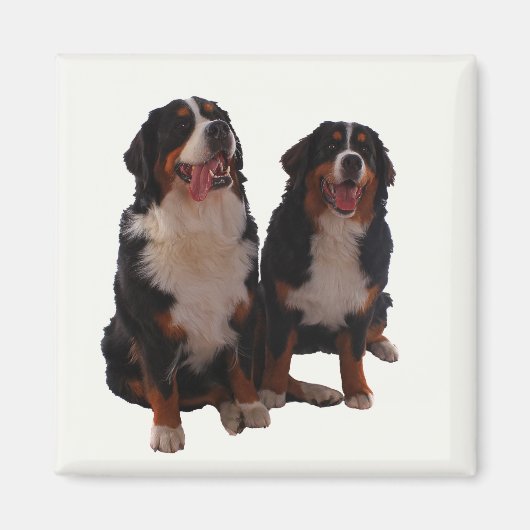 Twee bernese magneet (Voorkant)