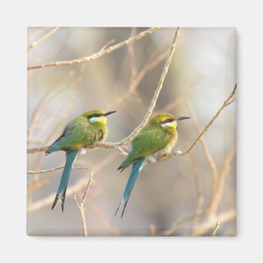 Twee bijeneters magneet (Voorkant)