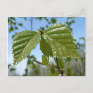Twee Birch Leav Briefkaart