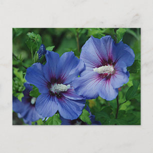 Twee blauwe Hibiscus Flowers op Plant Briefkaart
