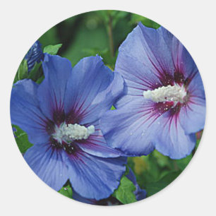 Twee blauwe Hibiscus Flowers op Plant Ronde Sticker